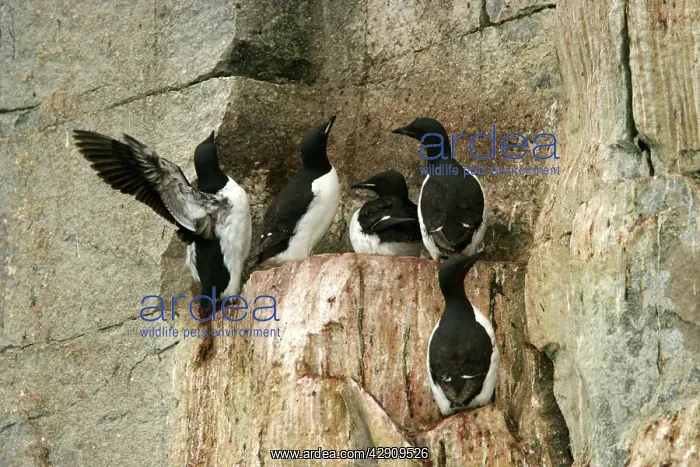 : Brunnich's Guillemot / Thick-billed Murre - group : Brunnich's Guillemot / Thick-billed Murre - group