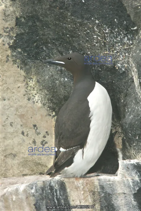 : Brunnich's Guillemot / Thick-billed Murre - roosting : Brunnich's Guillemot / Thick-billed Murre - roosting