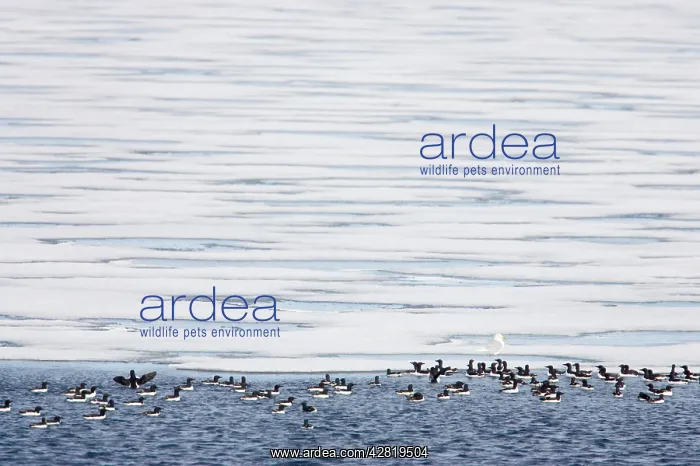 : Brunnich's Guillemots  /  Thick-billed Murre - On