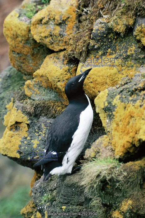 : Brunnich's Guillemots / Thick-billed Murre : Brunnich's Guillemots / Thick-billed Murre