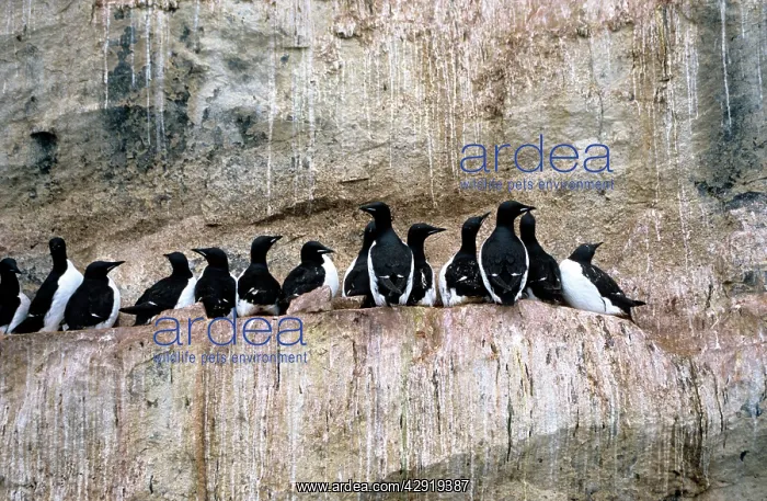 : Brunnich's Guillemots / Thick-billed Murre - cliff : Brunnich's Guillemots / Thick-billed Murre - cliff