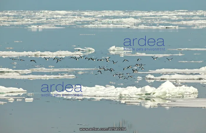 : Brunnich's Guillemots / Thick-billed Murre - Flying : Brunnich's Guillemots / Thick-billed Murre - Flying