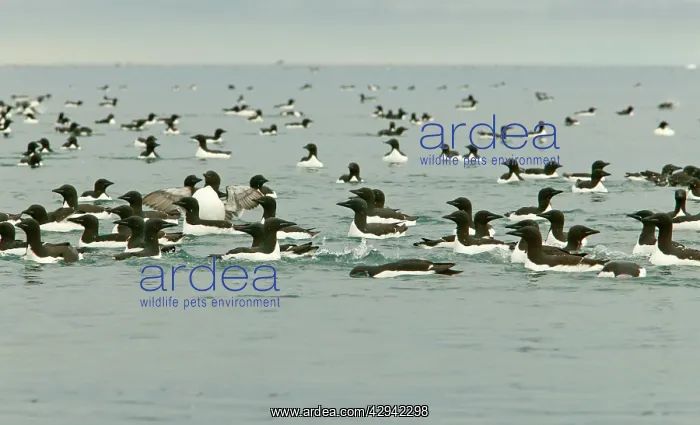 : Brunnich's Guillemots / Thick-billed Murre - Mass : Brunnich's Guillemots / Thick-billed Murre - Mass