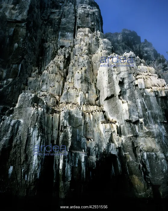  : Brunnich's Guillemots  /  Thick-billed Murre - nesting