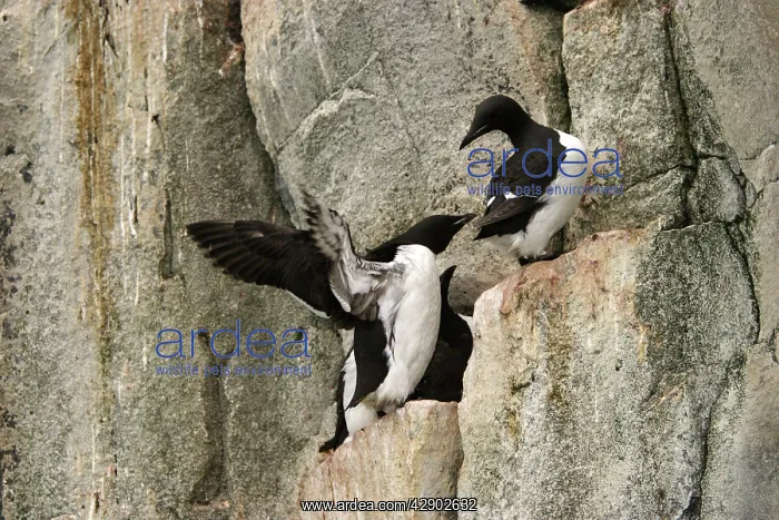 : Brunnich's Guillemots / Thick-billed Murre - resting : Brunnich's Guillemots / Thick-billed Murre - resting