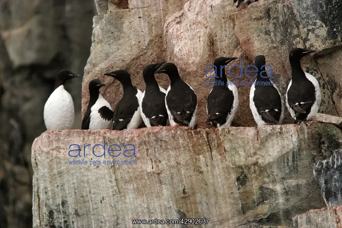 : Brunnich's Guillemots / Thick-billed Murre resting on cliffs : Brunnich's Guillemots / Thick-billed Murre resting on cliffs