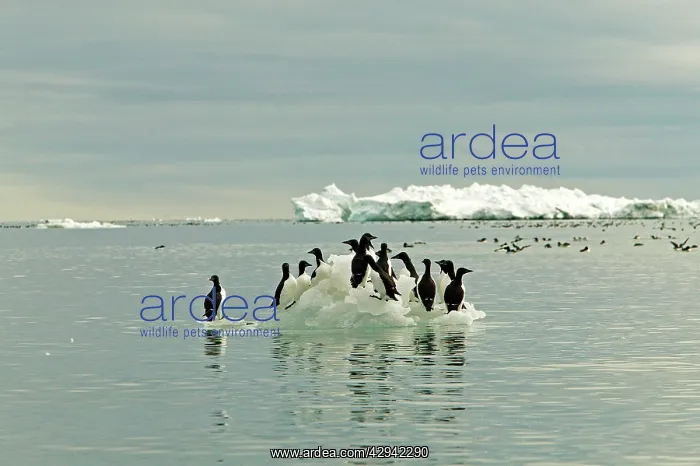 : Brunnich's Guillemots / Thick-billed Murre - Standing : Brunnich's Guillemots / Thick-billed Murre - Standing