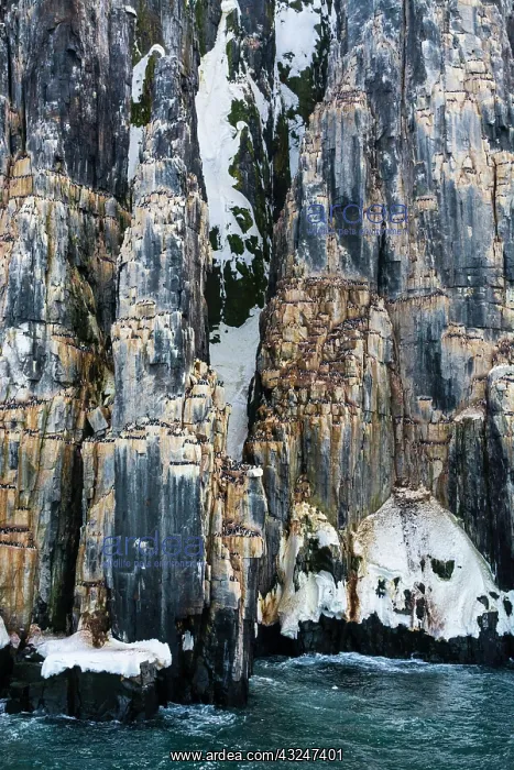 : Brunnich's Guillemots (Uria lomvia), Alkefjellet : Brunnich's Guillemots (Uria lomvia), Alkefjellet