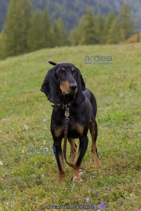 : Bruno Jura Hound - adult dog standing on a meadow : Bruno Jura Hound - adult dog standing on a meadow