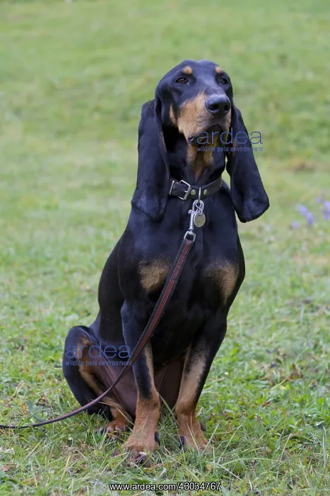  : Bruno Jura Hound - adult dog standing on a meadow