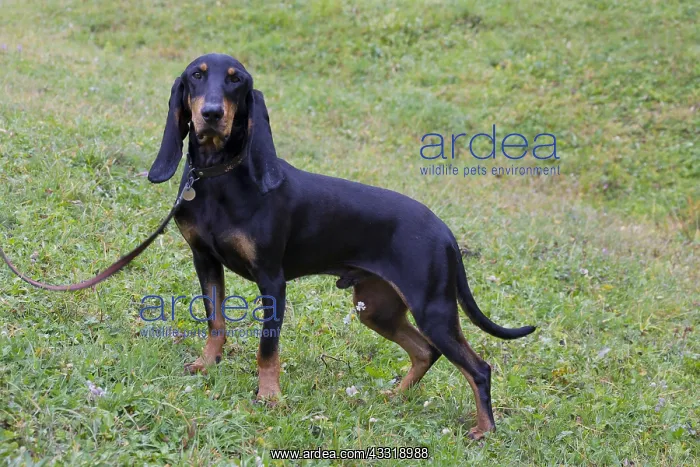  : Bruno Jura Hound - adult dog standing on a meadow