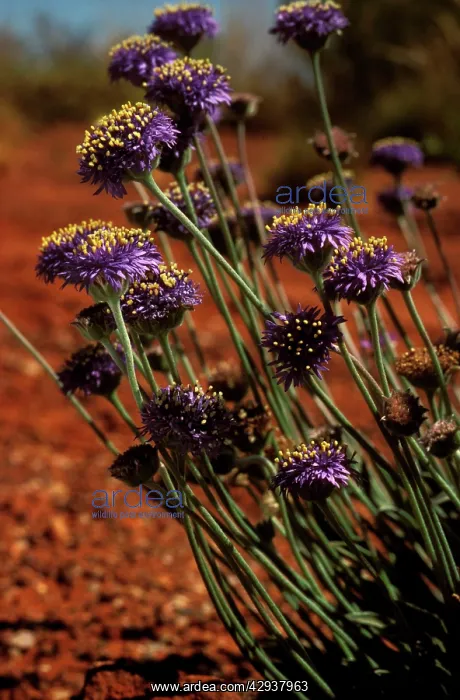 : Brunonia. Uluru-Kata Tjuta National Park (World Heritage Area) : Brunonia. Uluru-Kata Tjuta National Park (World Heritage Area)