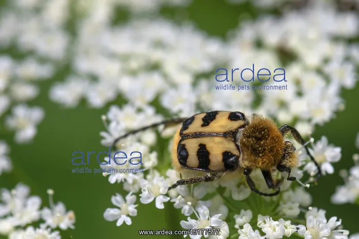: Brush beetle (Trichius) on a goutweed flower : Brush beetle (Trichius) on a goutweed flower