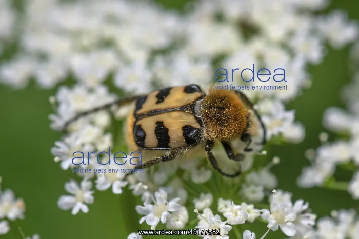 : Brush beetle (Trichius) on a goutweed flower : Brush beetle (Trichius) on a goutweed flower