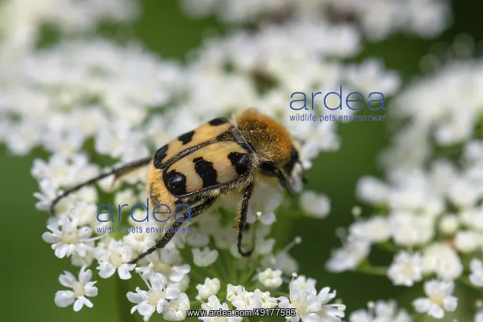 : Brush beetle (Trichius) on a goutweed flower : Brush beetle (Trichius) on a goutweed flower