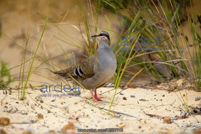 : Brush Bronzewing : Brush Bronzewing