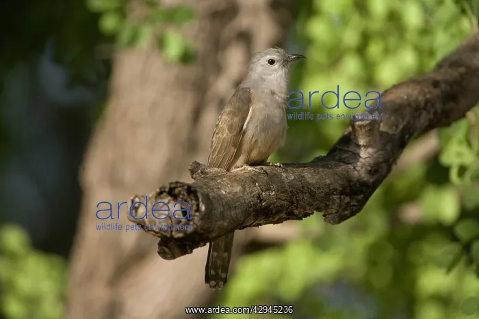 : Brush Cuckoo : Brush Cuckoo