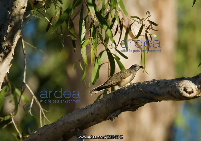  : Brush Cuckoo with hairy caterpillar