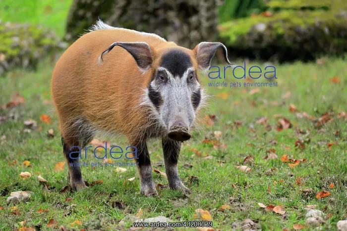 : Brush-eared pig (Potamochoerus porcus pictu), adult : Brush-eared pig (Potamochoerus porcus pictu), adult