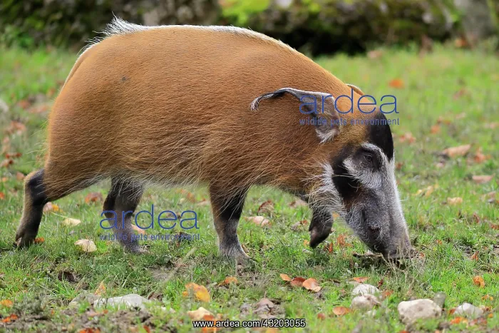 : Brush-eared pig (Potamochoerus porcus pictu), adult : Brush-eared pig (Potamochoerus porcus pictu), adult