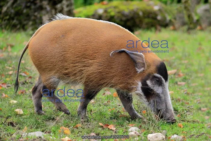 : Brush-eared pig (Potamochoerus porcus pictu), adult : Brush-eared pig (Potamochoerus porcus pictu), adult