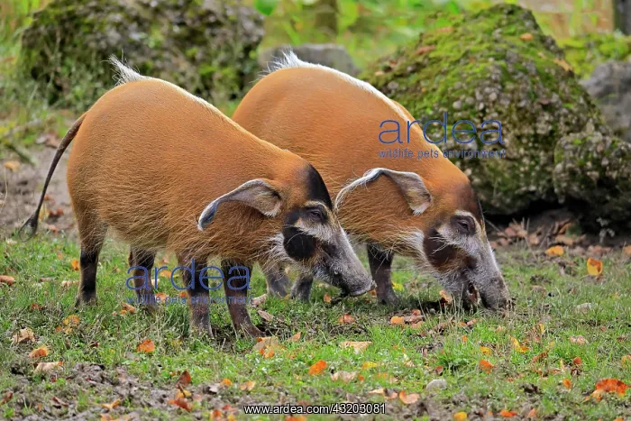 : Brush-eared pig (Potamochoerus porcus pictu), adult : Brush-eared pig (Potamochoerus porcus pictu), adult