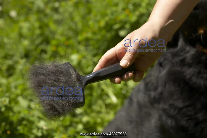 : Brush filled with Beauceron hair : Brush filled with Beauceron hair