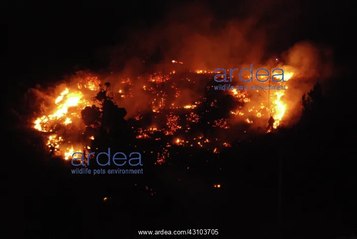 : Brush Fire : Brush Fire
