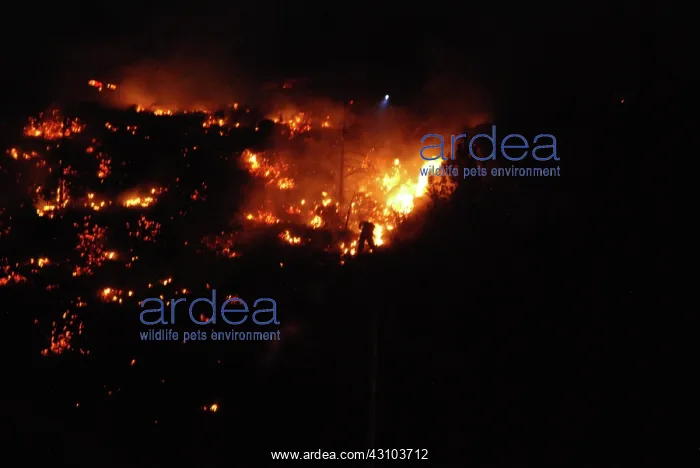 : Brush Fire : Brush Fire