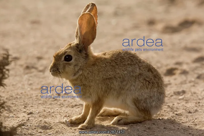 : Brush rabbit : Brush rabbit
