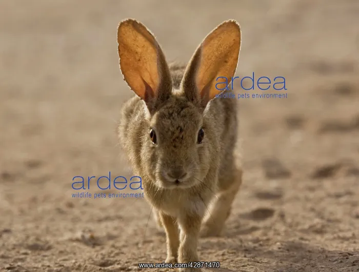 : Brush rabbit : Brush rabbit
