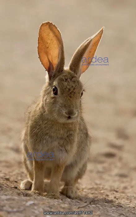 : Brush rabbit : Brush rabbit