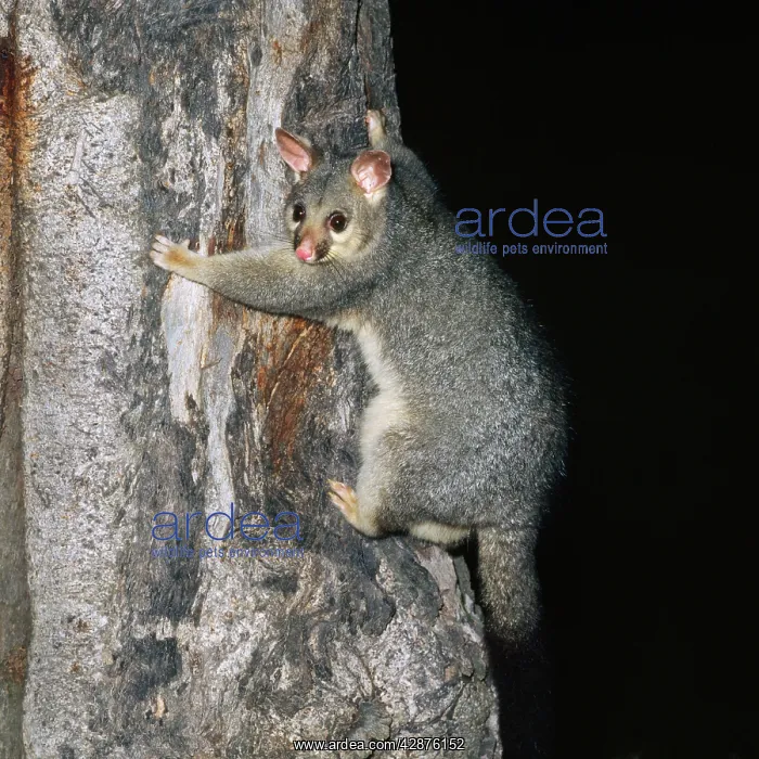 : Brush-tail Possum : Brush-tail Possum