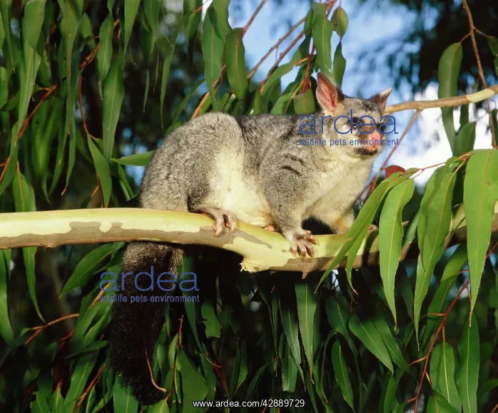 : Brush-tail Possum : Brush-tail Possum