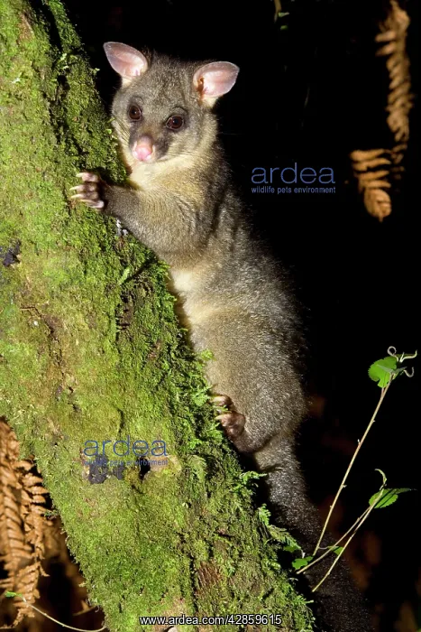 : Brush-tail Possum - clinging to a tree branch : Brush-tail Possum - clinging to a tree branch