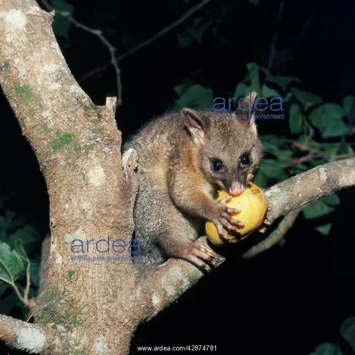 : Brush-tail Possum - eating in tree : Brush-tail Possum - eating in tree