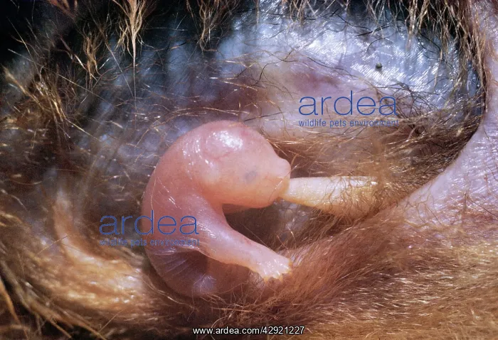 : Brush-tail Possum - newly born in semi-foetal state : Brush-tail Possum - newly born in semi-foetal state