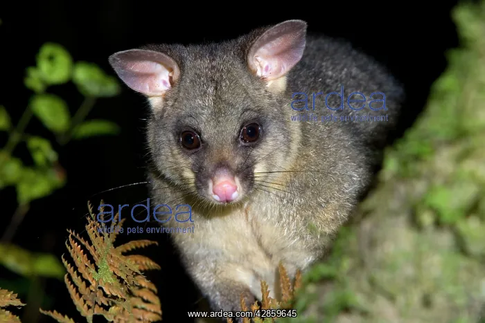 : Brush-tail Possum - portrait of an adult individual : Brush-tail Possum - portrait of an adult individual