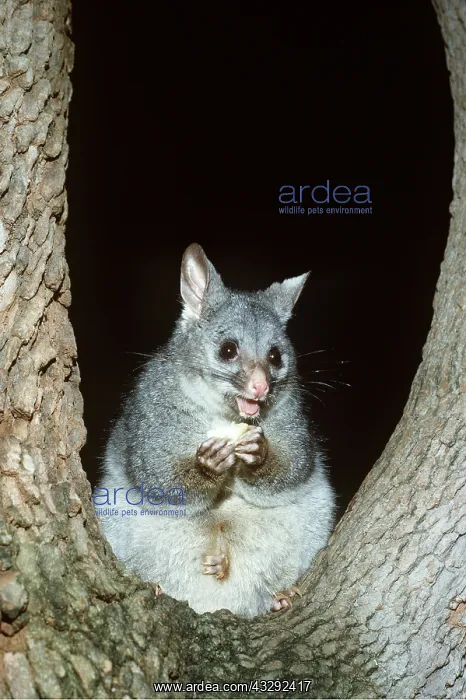 : BRUSH-TAIL POSSUM - sitting in tree : BRUSH-TAIL POSSUM - sitting in tree