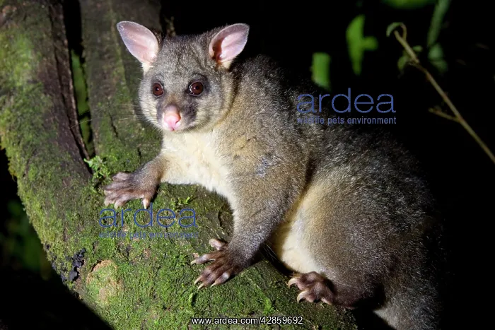  : Brush-tail Possum - sitting on a tree branch looking
