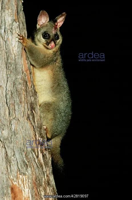 : Brush-tail POSSUM - on tree trunk : Brush-tail POSSUM - on tree trunk