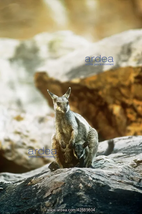 : Brush Tail Rock Wallaby : Brush Tail Rock Wallaby