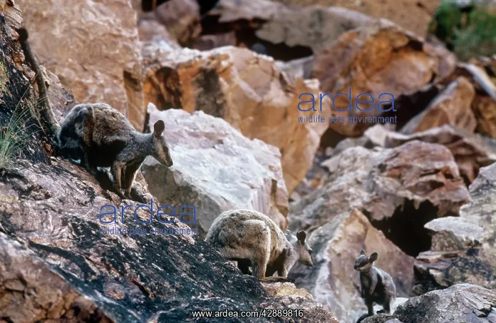 : Brush Tail Rock Wallaby : Brush Tail Rock Wallaby