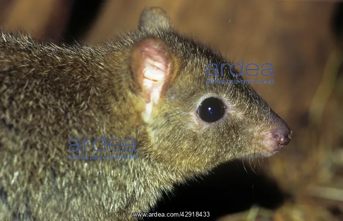  : Brush-tailed bettong. Also known as:Brush-tailed