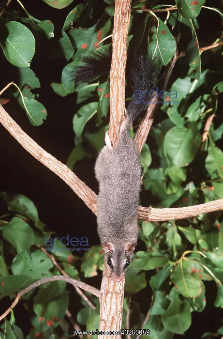 : BRUSH-TAILED PHASCOGALE : BRUSH-TAILED PHASCOGALE