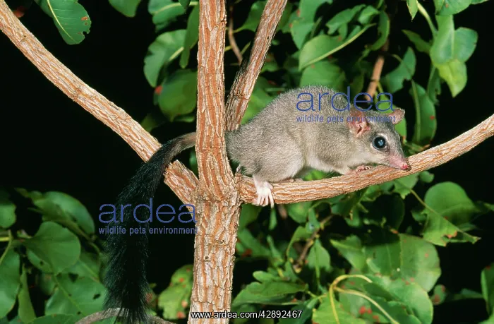 : Brush-tailed Phascogale - Female : Brush-tailed Phascogale - Female
