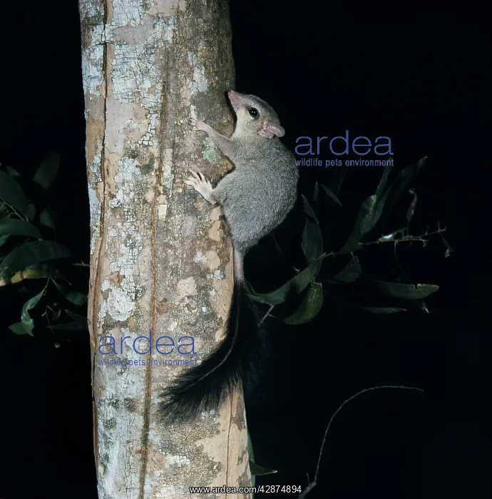 : Brush-tailed Phascogale - on tree trunk : Brush-tailed Phascogale - on tree trunk