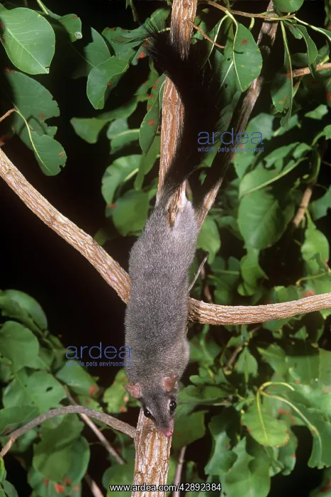: Brush-tailed Phascogale / Tuan : Brush-tailed Phascogale / Tuan