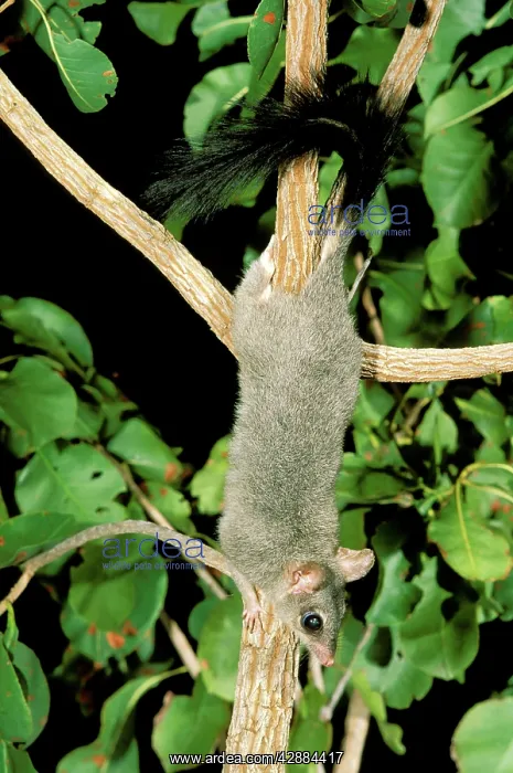 : Brush-tailed Phascogale (Tuan) - Female climbing tree : Brush-tailed Phascogale (Tuan) - Female climbing tree