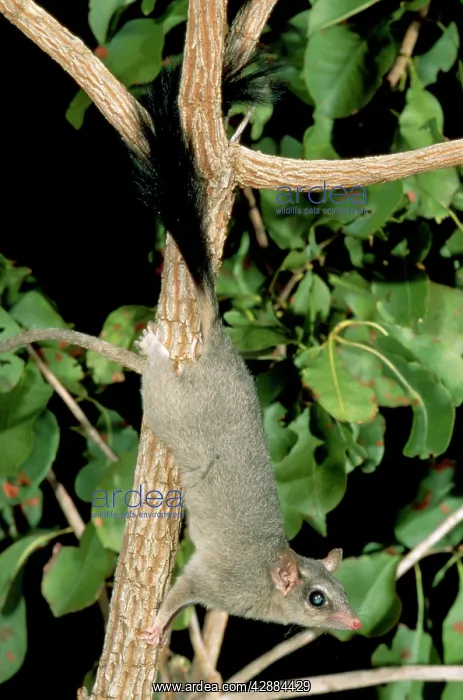 : Brush-tailed Phascogale (Tuan) - Female climbing tree : Brush-tailed Phascogale (Tuan) - Female climbing tree
